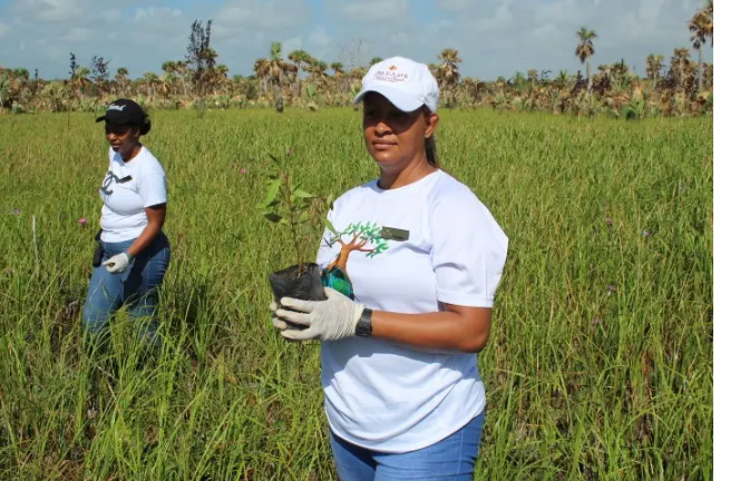 24 julio reforesta bávaro