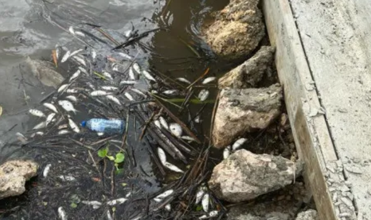 19 AGOSTO PECES SOCO