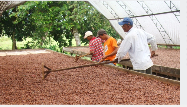 21 sep cacao fiona